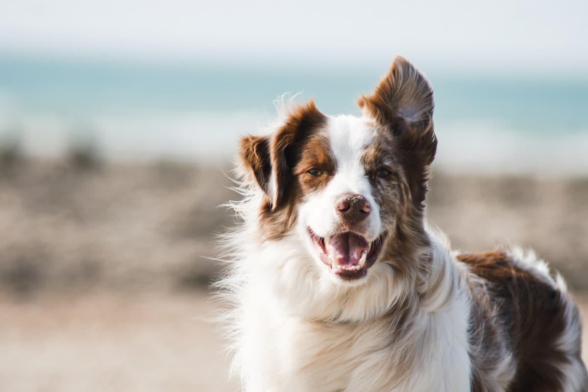 How to Save on Pet Insurance Without Sacrificing Coverage