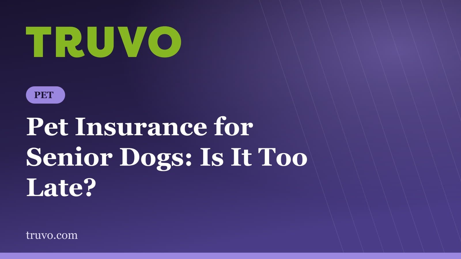 Pet Insurance for Senior Dogs: Is It Too Late?