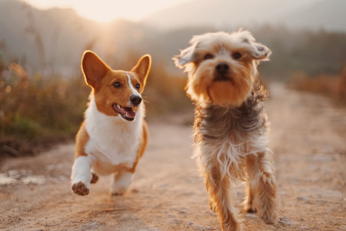 Breed-Specific Pet Insurance: What Dog Owners Should Know