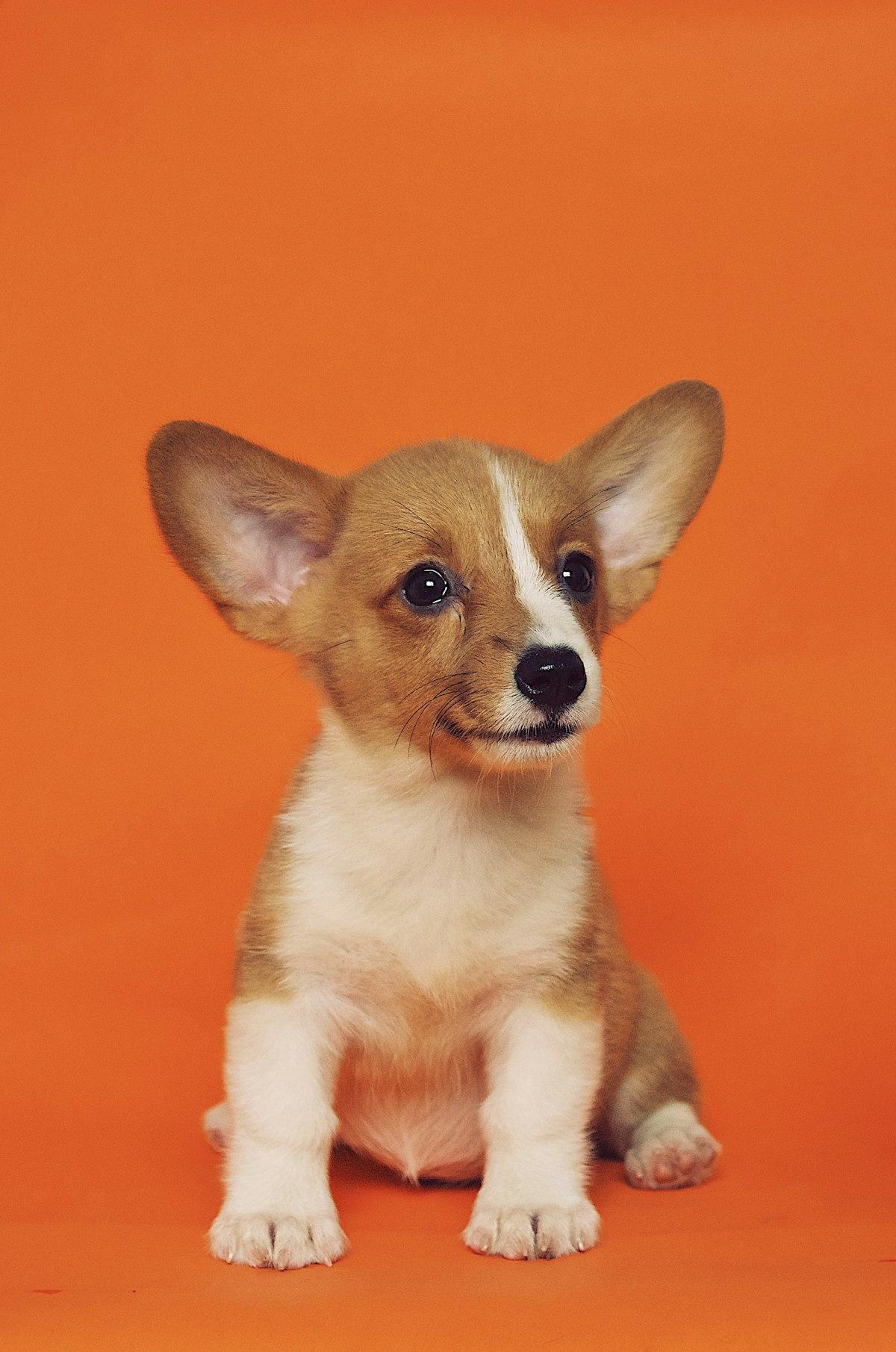 Can You Get Pet Insurance for a Dog With Pre-Existing Conditions?