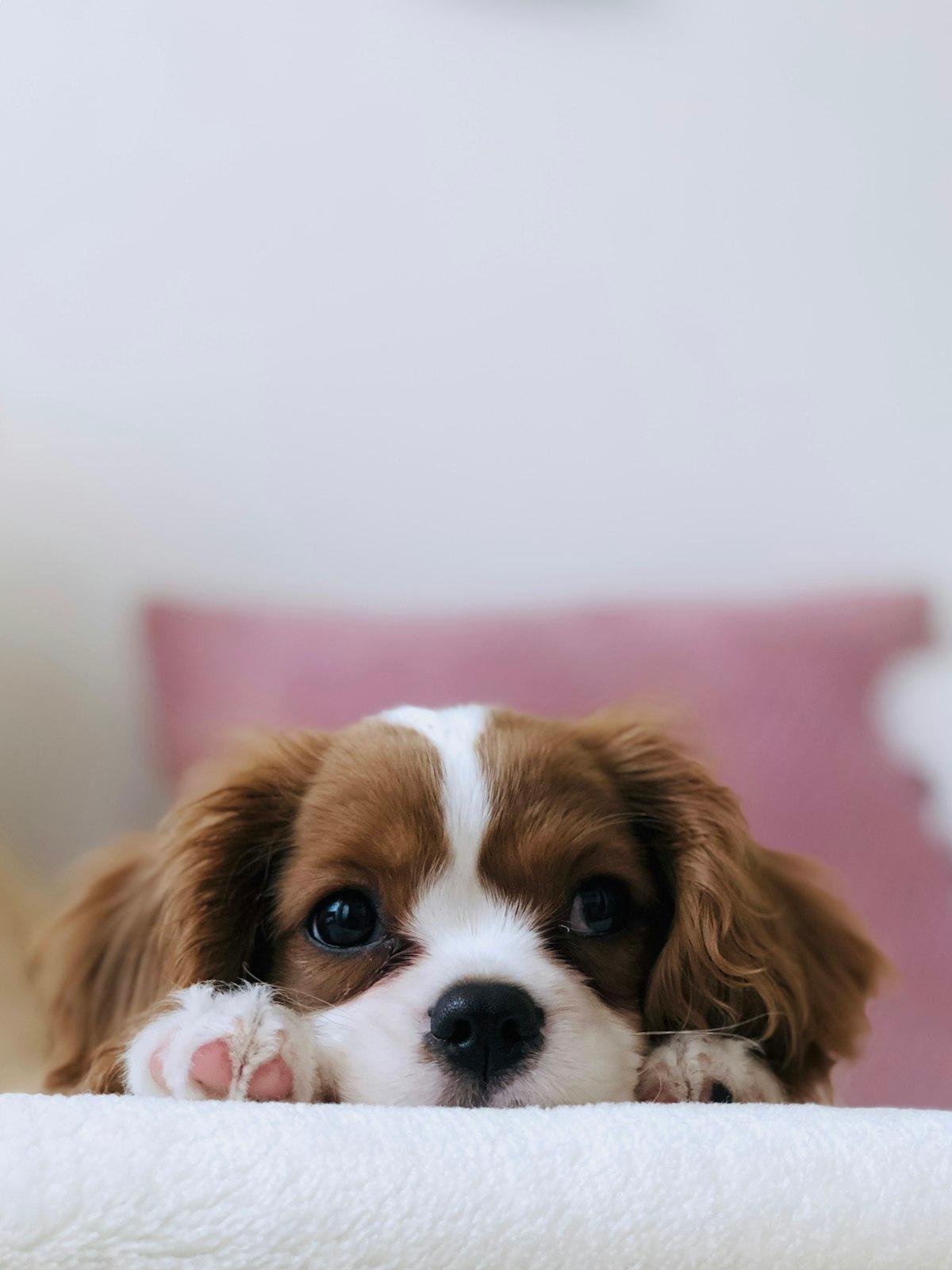 Is Pet Insurance Worth It for Indoor Cats?