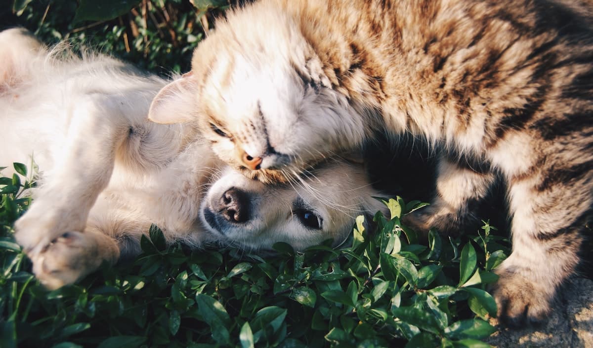 Pet Insurance for Mixed Breeds: Are Mutts Cheaper to Insure?