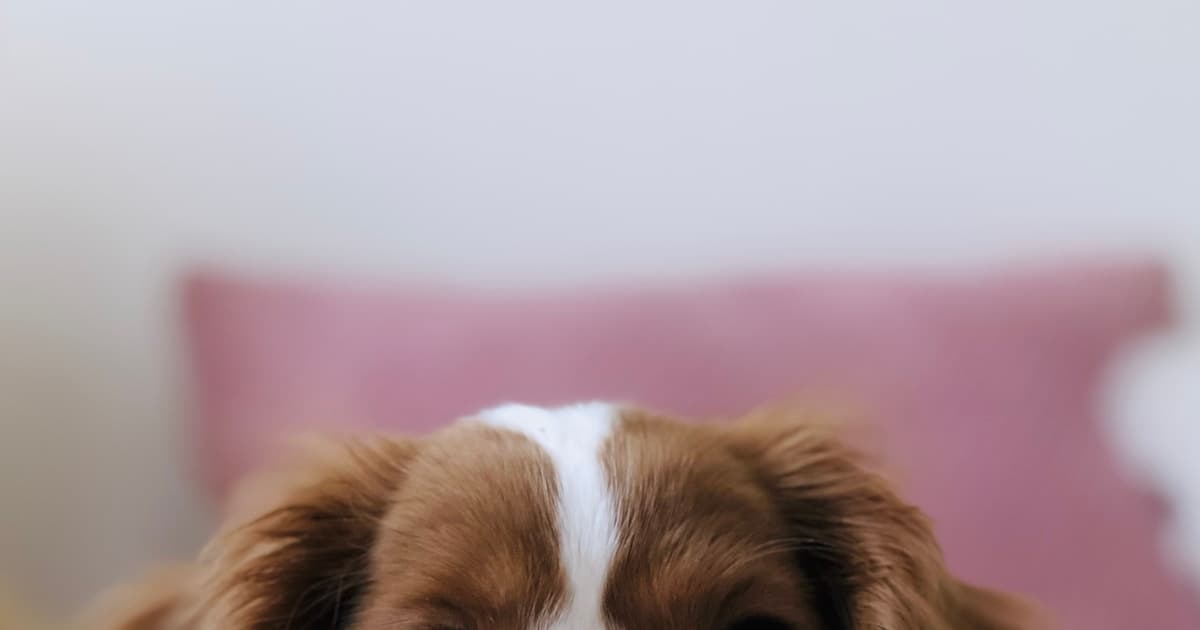 Pet Insurance for Puppies: When to Start Coverage