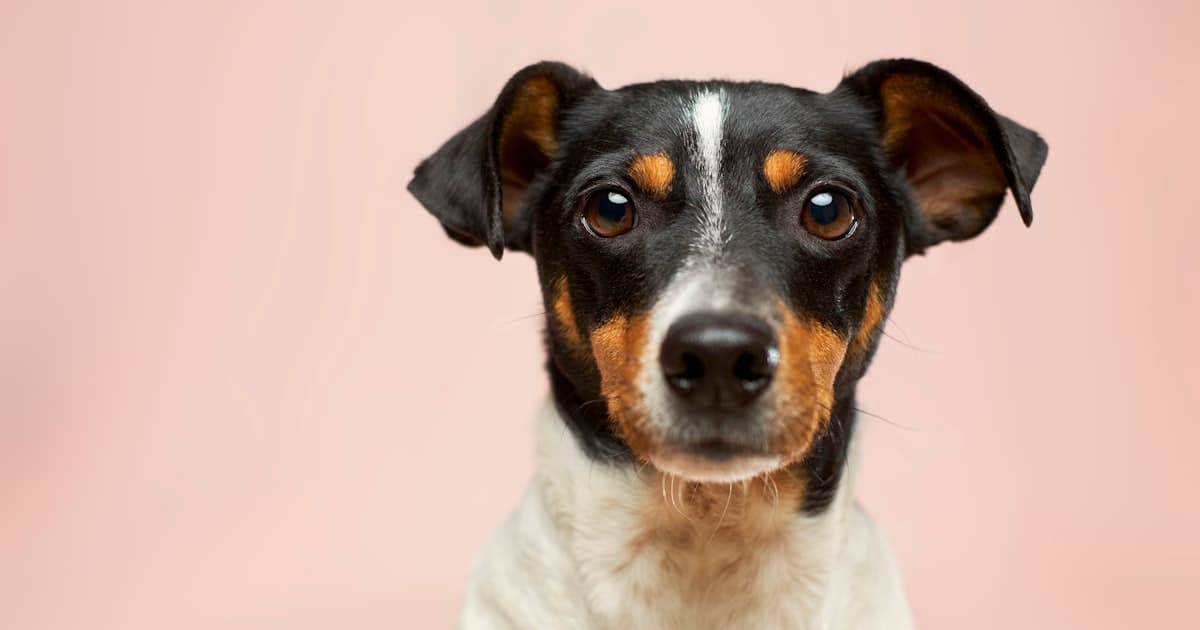 Pet Insurance for Senior Pets: Pre-Existing Conditions Explained