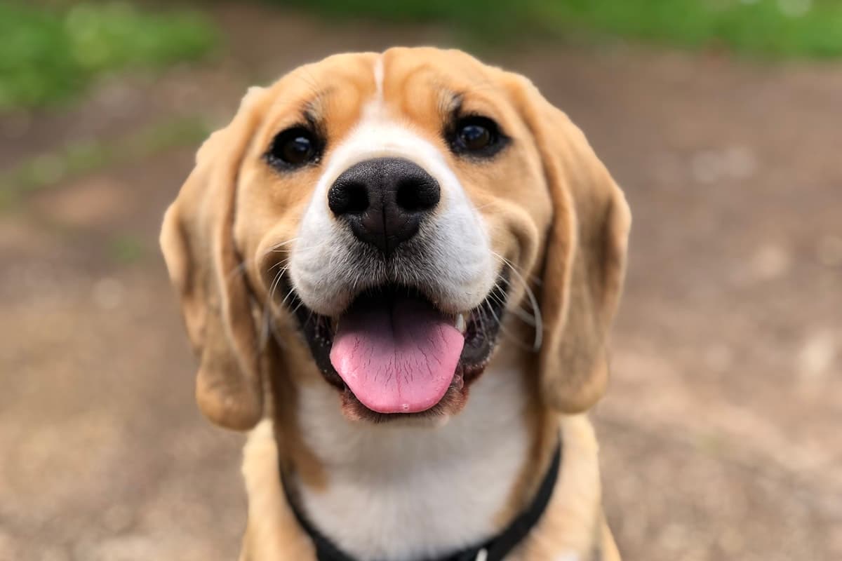 What Pet Insurance Does Not Cover
