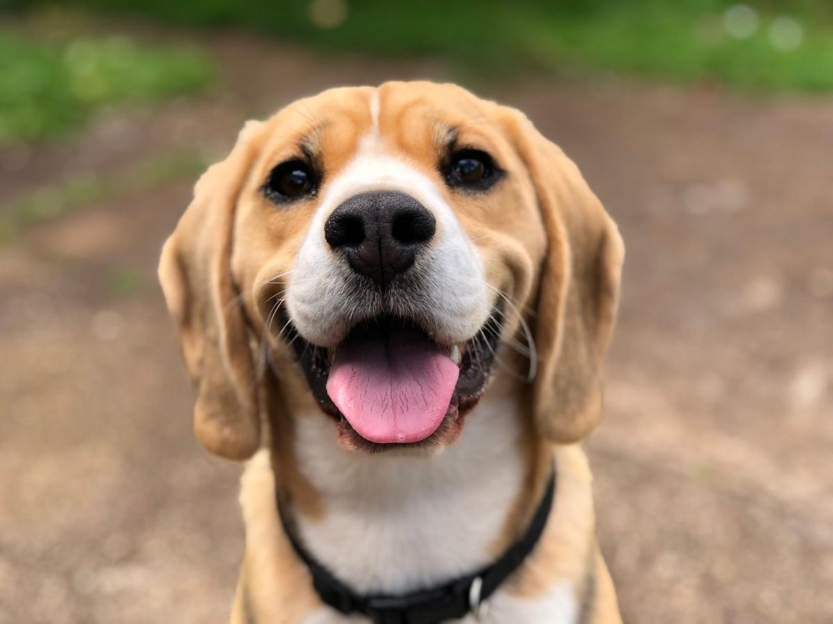 Why Your Dog's Breed Affects Pet Insurance Costs